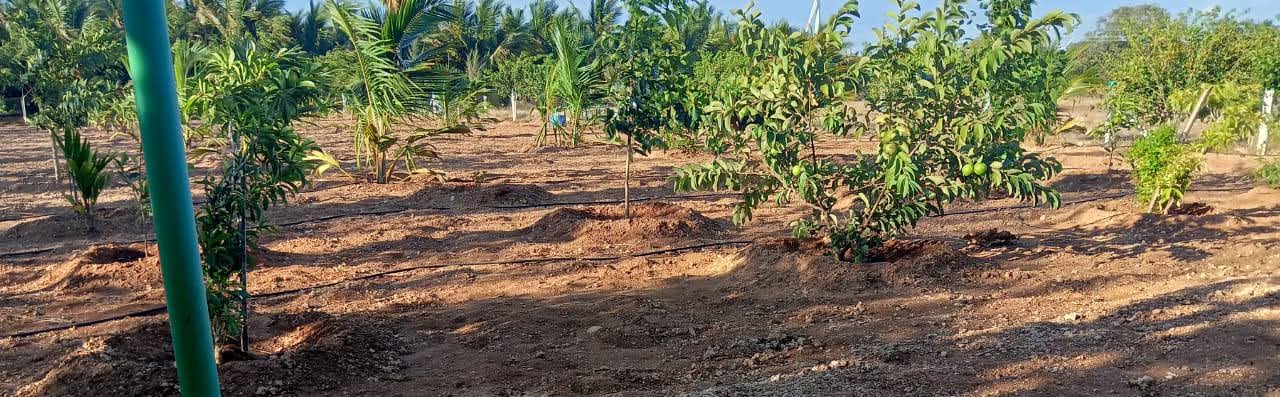 Agricultural Farm Land for Sale in Palladam